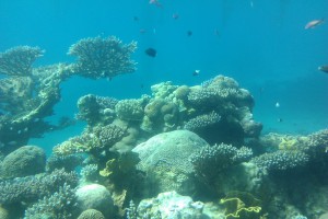 Korallrev i dødehavet